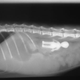 Illustration for article titled 5 X-Rays That Reveal The Craziest Things Pets Have Ever Swallowed